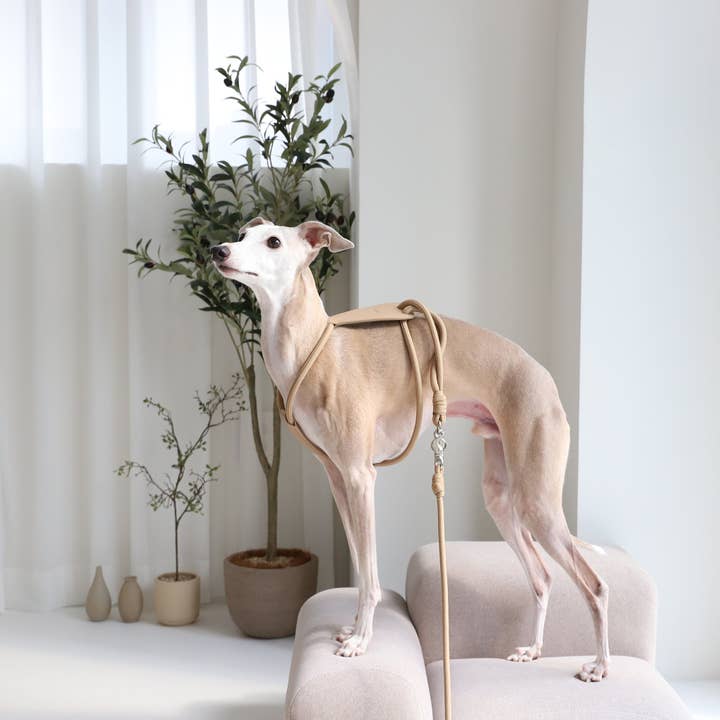 Hozi - Vente Harnais – chien - Harnais essentiel - beige1
