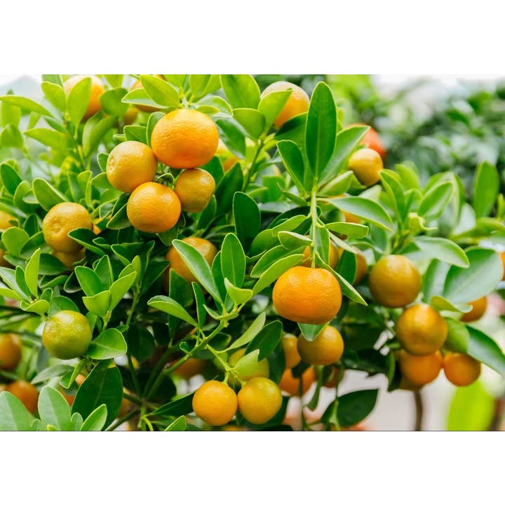VIVERCID - Wholesale Live Plant - Citrus Fortunella Mitis (Calamondin) Cup