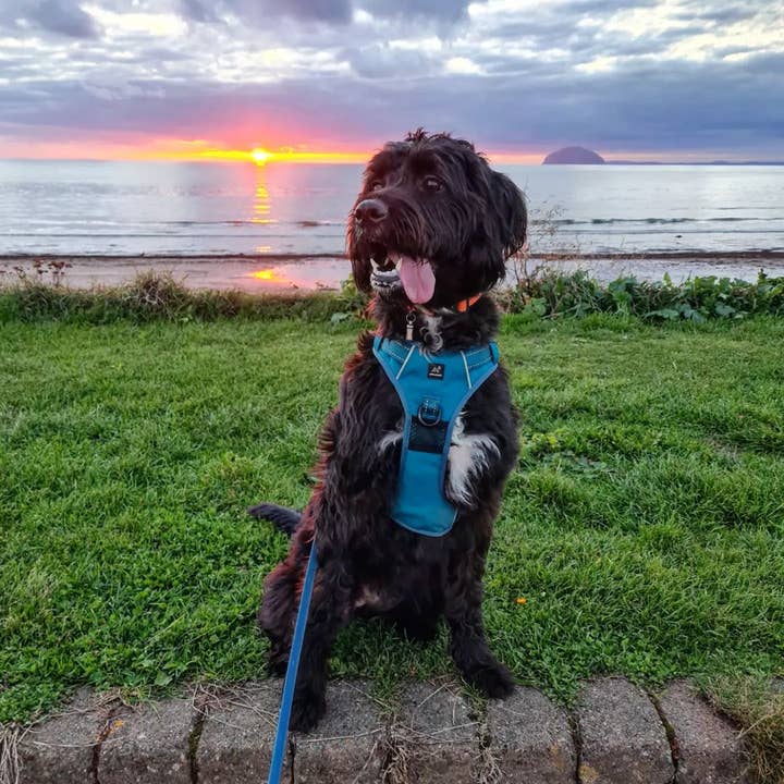 Pawshtails - Wholesale Tuig voor huisdieren - Hond - Blauwgroen Anti-Pull hondenharnas3