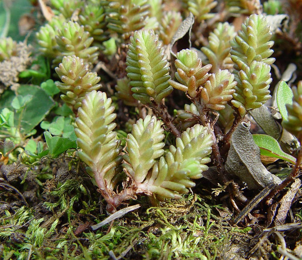 Best Plant Friend - Wholesale Succulent - Sedum sexangulare - 2" Grower Pot0