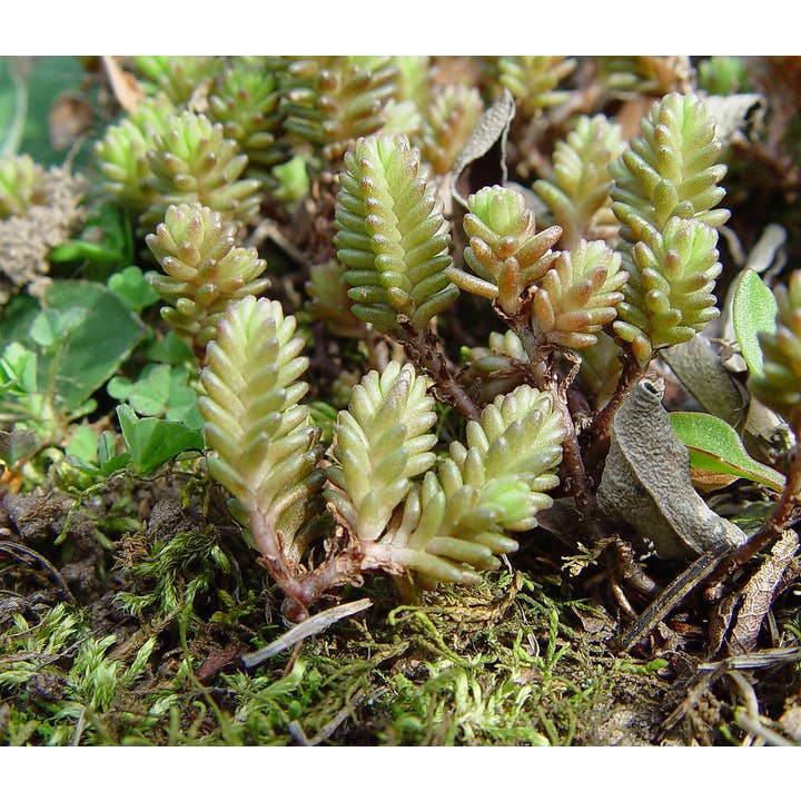 Best Plant Friend - Wholesale Succulent - Sedum sexangulare - 2" Grower Pot