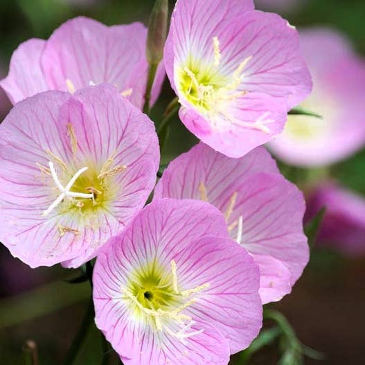 GardenPerspective - Venta al por mayor Plantas naturales - 5 - Planta de jardín perenne de raíz desnuda de onagra rosada