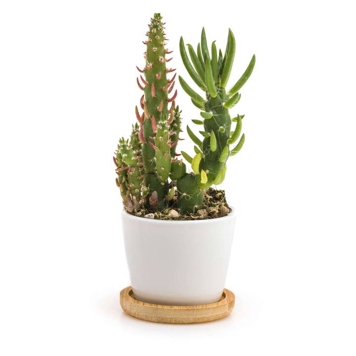 MIN̮Italia di Luigi Paolicchi - Wholesale Plant Seeds - Min Box Fun Joy - Mini plant for the cheerful and lively4