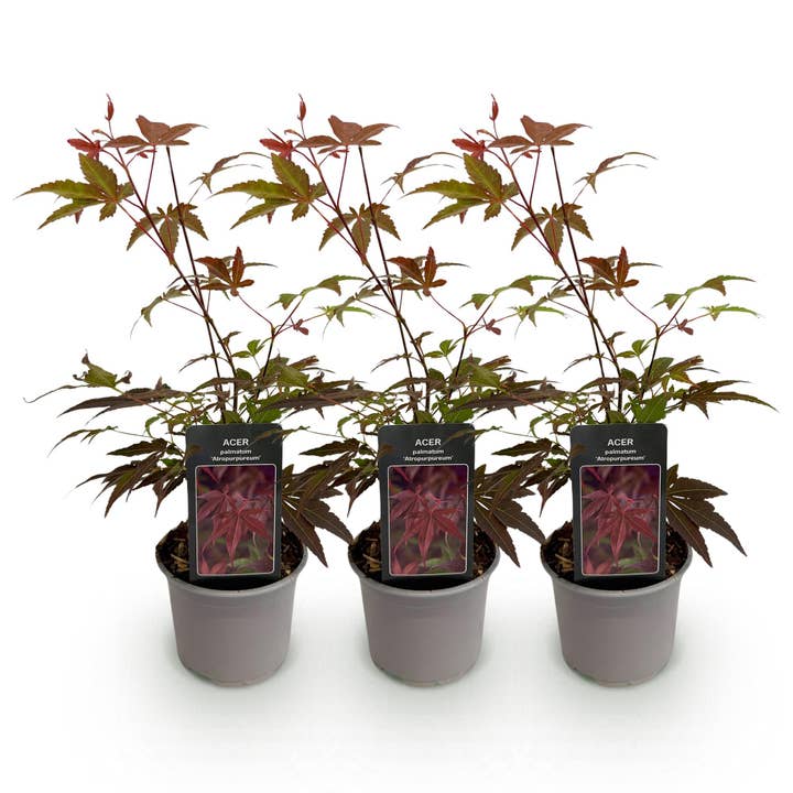 Acer palmatum Atropurpureum – 3 Pflanzen – 12cm – Höhe ca. 35cm – Japanischer Ahorn mit tief lila Blättern & dekorativer Herbstfärbung – Pflegeleicht für den Großhandel von Oasis of Life
