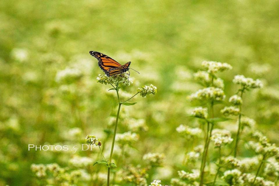 Doudlah Farms Organics - Wholesale Flour - Organic Buckwheat Flour5
