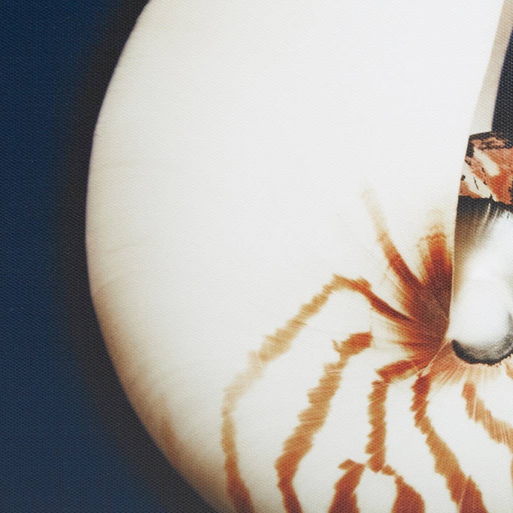 Olliix - Wholesale Gallery Wall Set - Coastal Seashells 4-Piece Framed Canvas Wall Art4