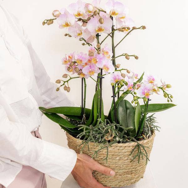 Oasis of Life - Wholesale Plant Pot - Insert with water reservoir for orchid bowl – Irrigation system for orchids – Field bouquet 1x12cm + 2x9cm + 3x WaterWicks – Self-watering for hummingbird orchids – Ø25cm3