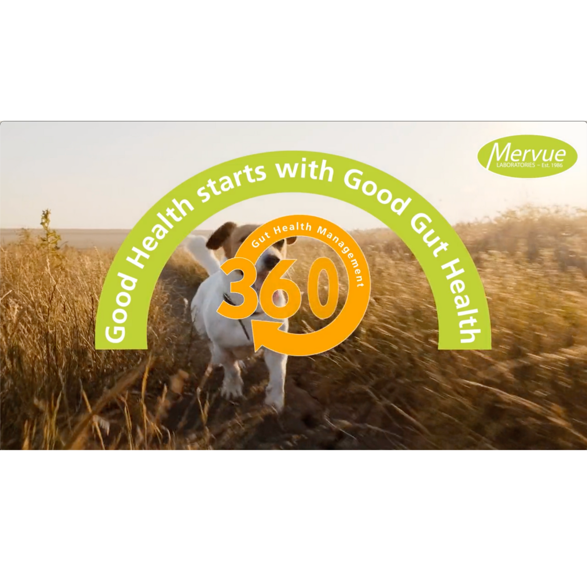 OurPetsLife - Vente Compléments alimentaires – chien - Pâte ProBio pour chiens et chiots2