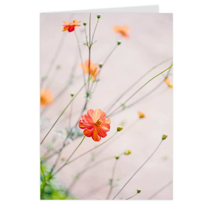 Cartão dobrável "Cosmos sulphureus II" por atacado de paruspaper. nutzfeine papeterie