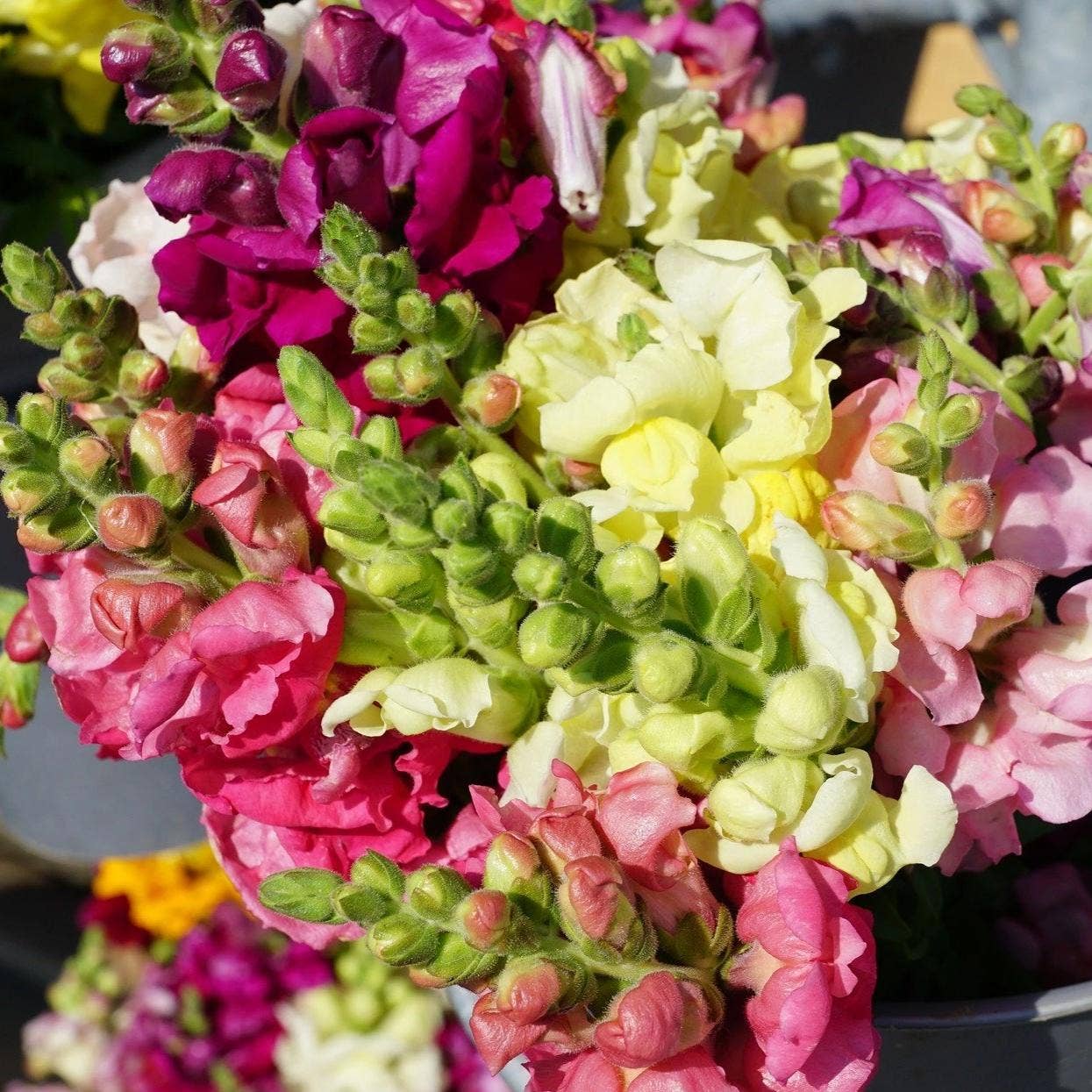 Sow True Seed - Vente Graines de plantes - Snapdragon Seeds - Tetra Mix1