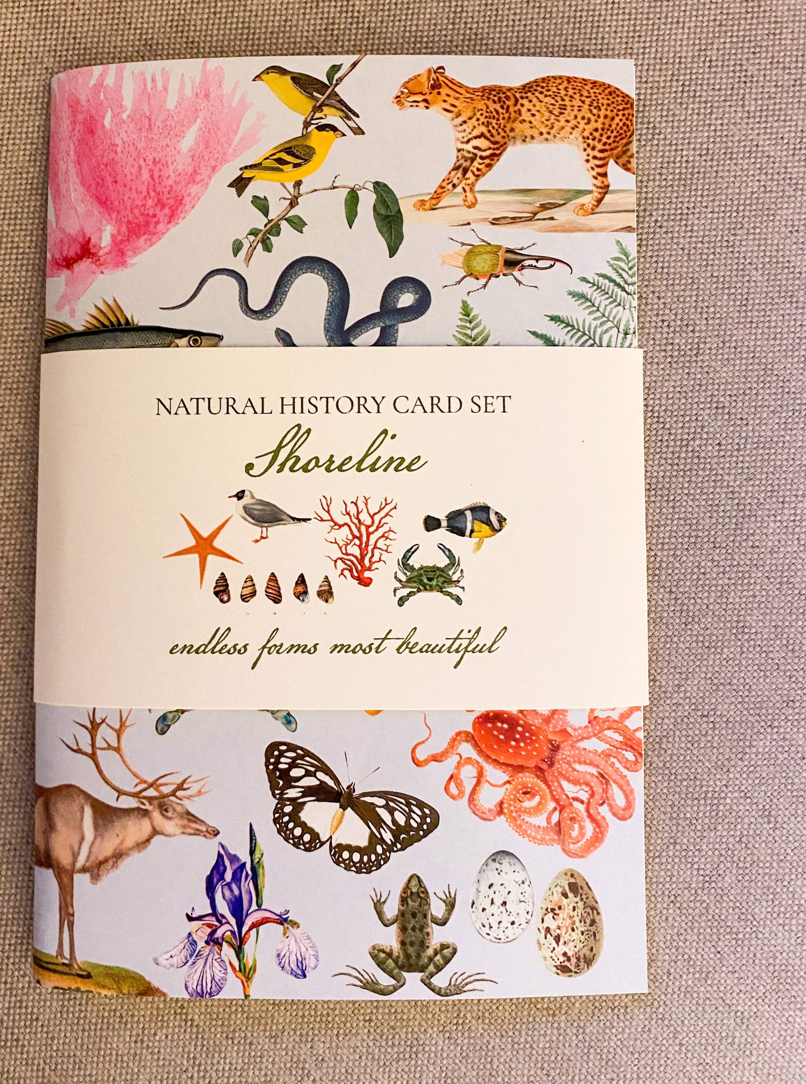 Fairhope Graphics - Wholesale Stationery/Notecard Set - Shoreline Card Pack1