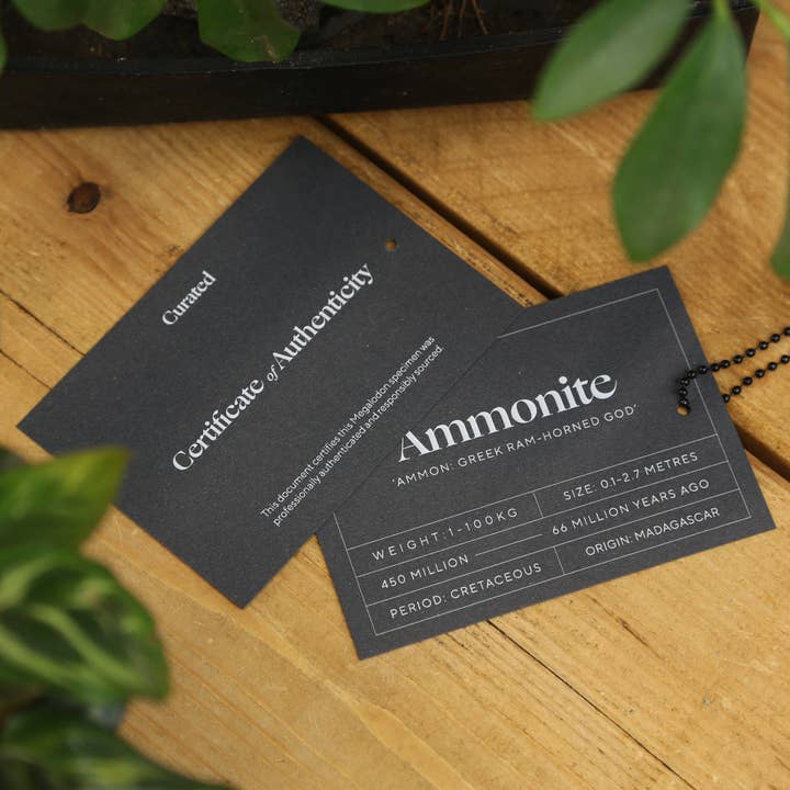 Curated Studio – wholesale Decorative tabletop object – Limestone Ammonite Dinosaur Fossil Shadow Box Frame2