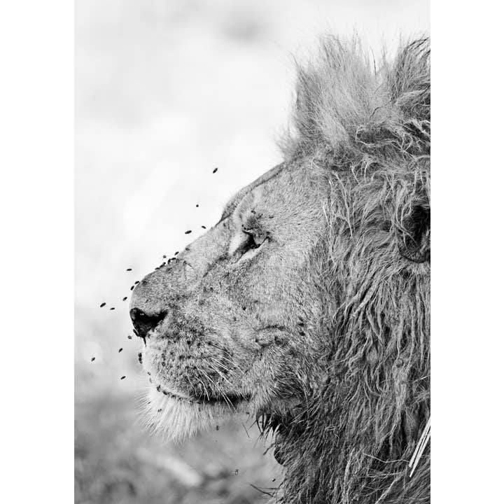 Le profil du roi pour la vente par Sam Hankss Photography