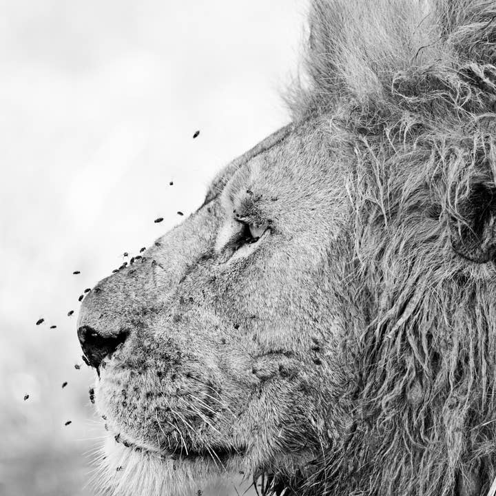 Le profil du roi pour la vente par Sam Hankss Photography