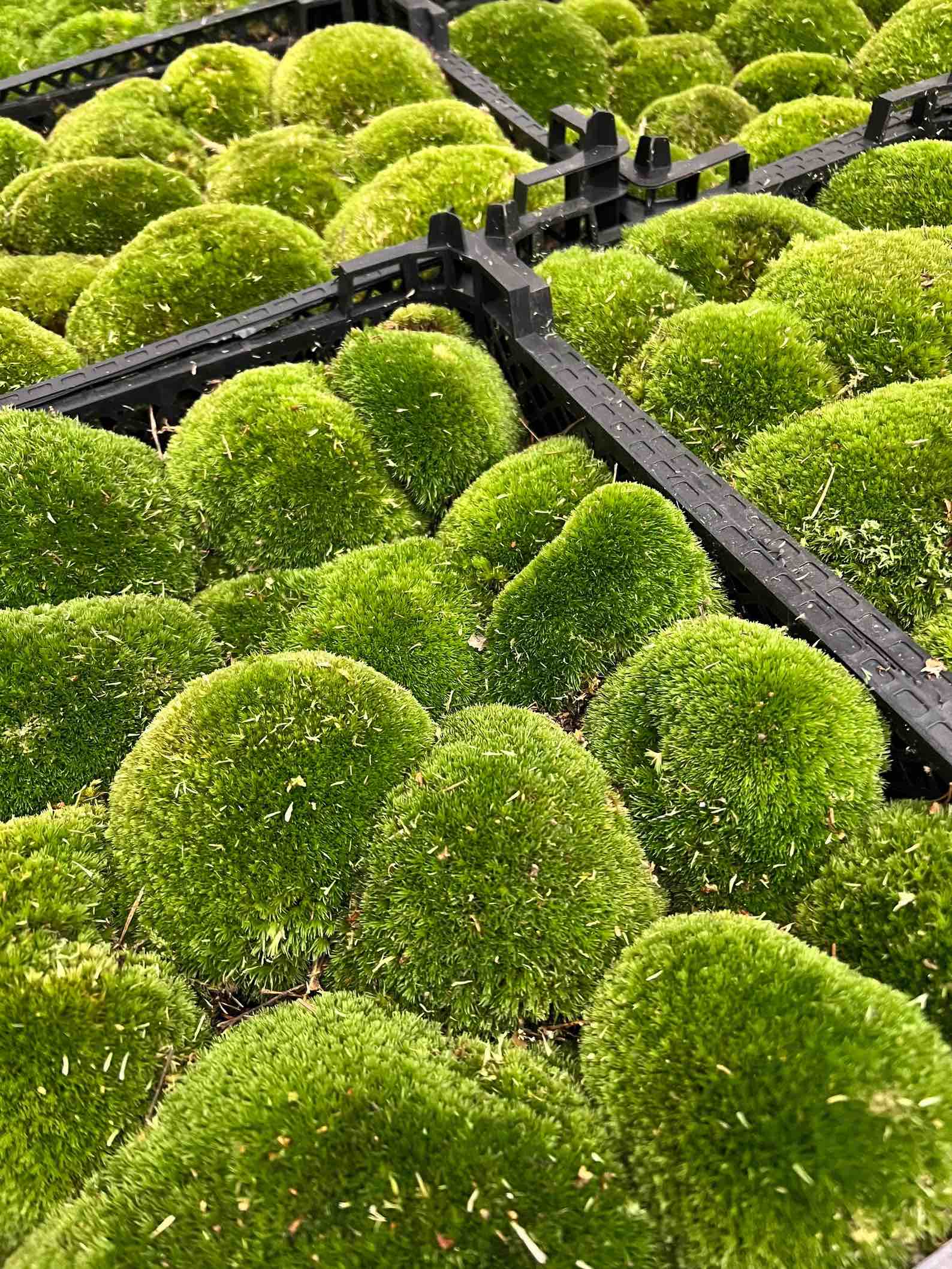 Trendhero.nl/b2b - Wholesale Live Plant - Live Cushion Moss - Premium Fresh Moss - Bun Moss - Pillow Moss - Leucobryum glaucum7