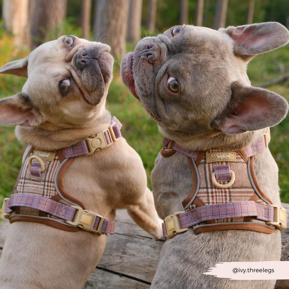 Cocopup London – wholesale Pet harness – Dog – Explore Harness - Pup Plaid25
