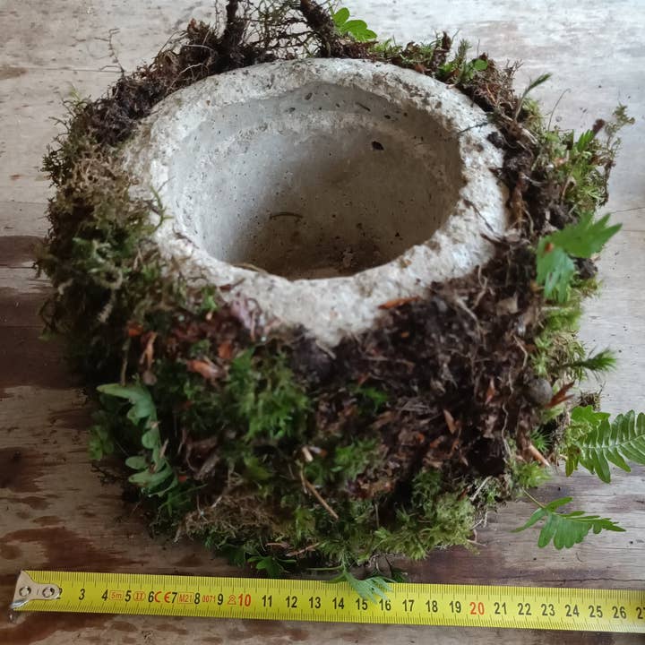 Moss wholesale - Vendita all'ingrosso Vasi per piante - Vaso per piante in ipertufo con muschio vivo e felci attaccati