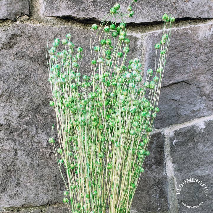 BLOOMINGFUL.COM – wholesale Dried/pressed flowers – Flax Linum Flowers - Green (020)