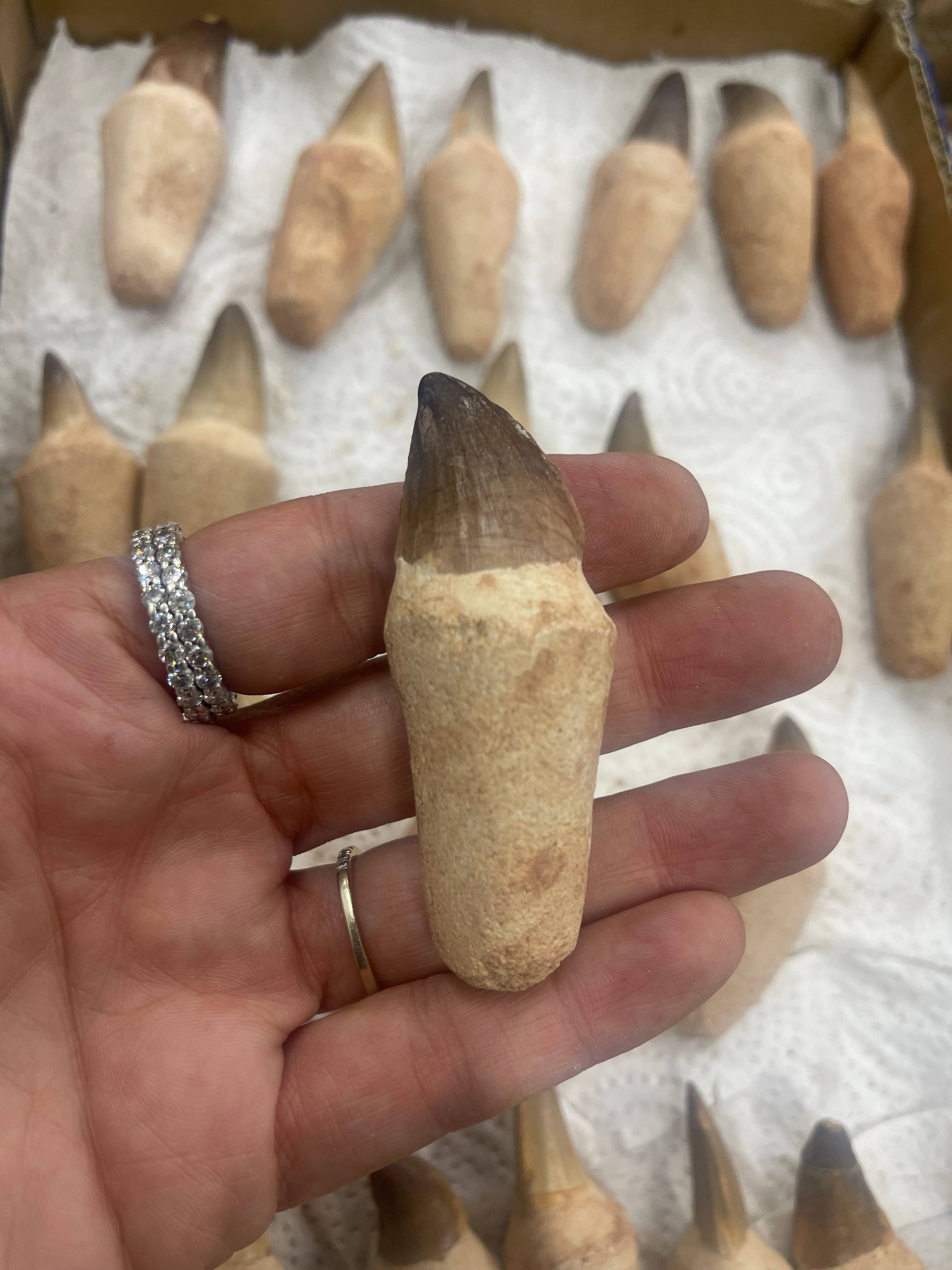 Casablanca Exports - Wholesale Decorative Tabletop Object - Mosasaurus tooth on root 3