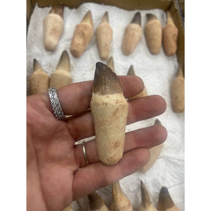 Casablanca Exports - Wholesale Decorative Tabletop Object - Mosasaurus tooth on root 3