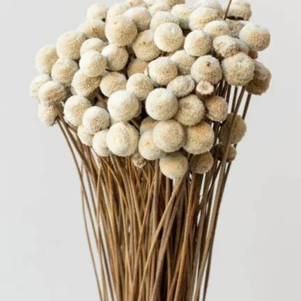 Fleur Séchée Botao pour la vente par .AVPV. Studio