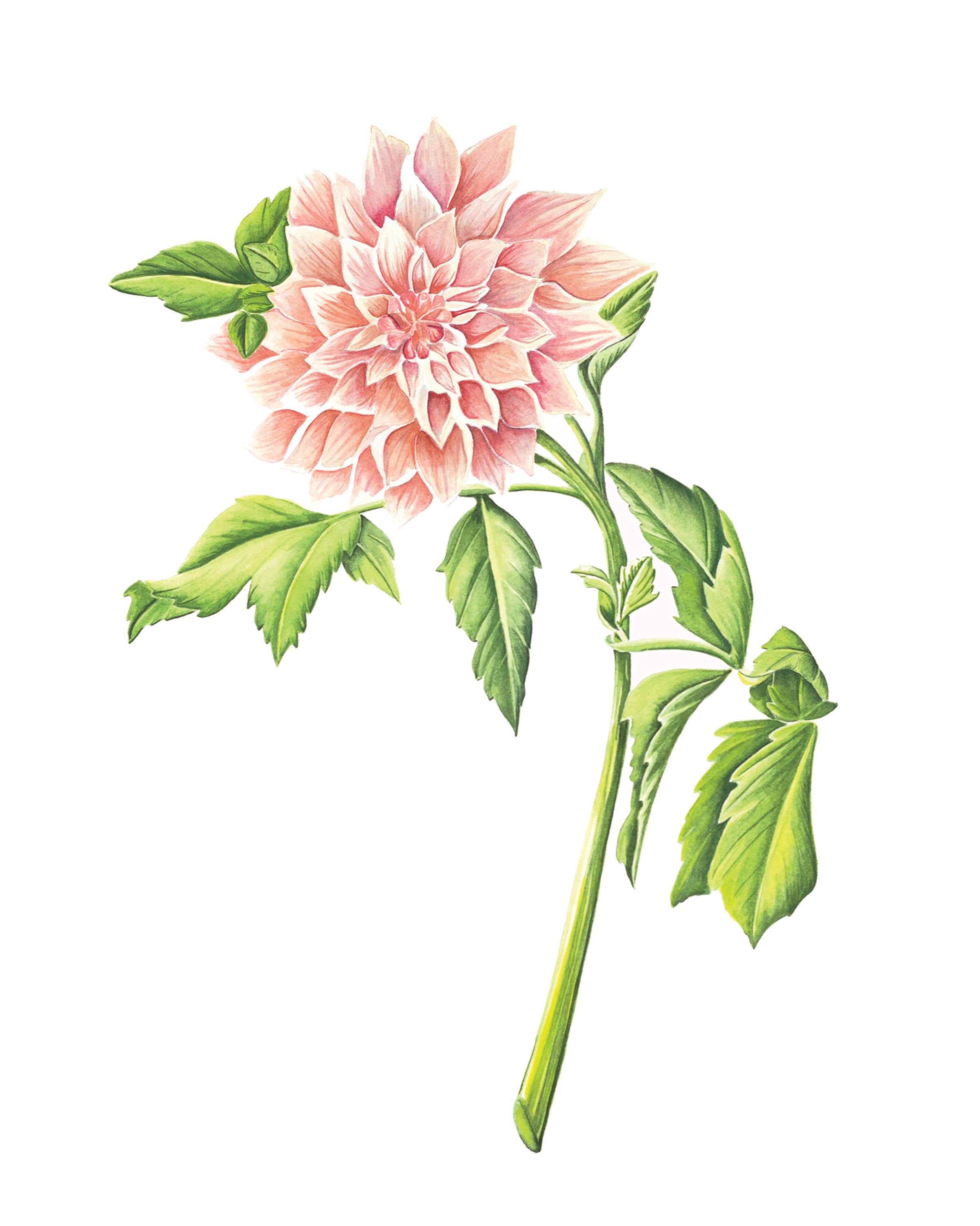 Cara's Garden – wholesale Konsttryck – Cafe au lait i trädgården0