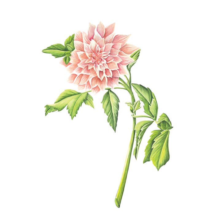 Cara's Garden – wholesale Konsttryck – Cafe au lait i trädgården