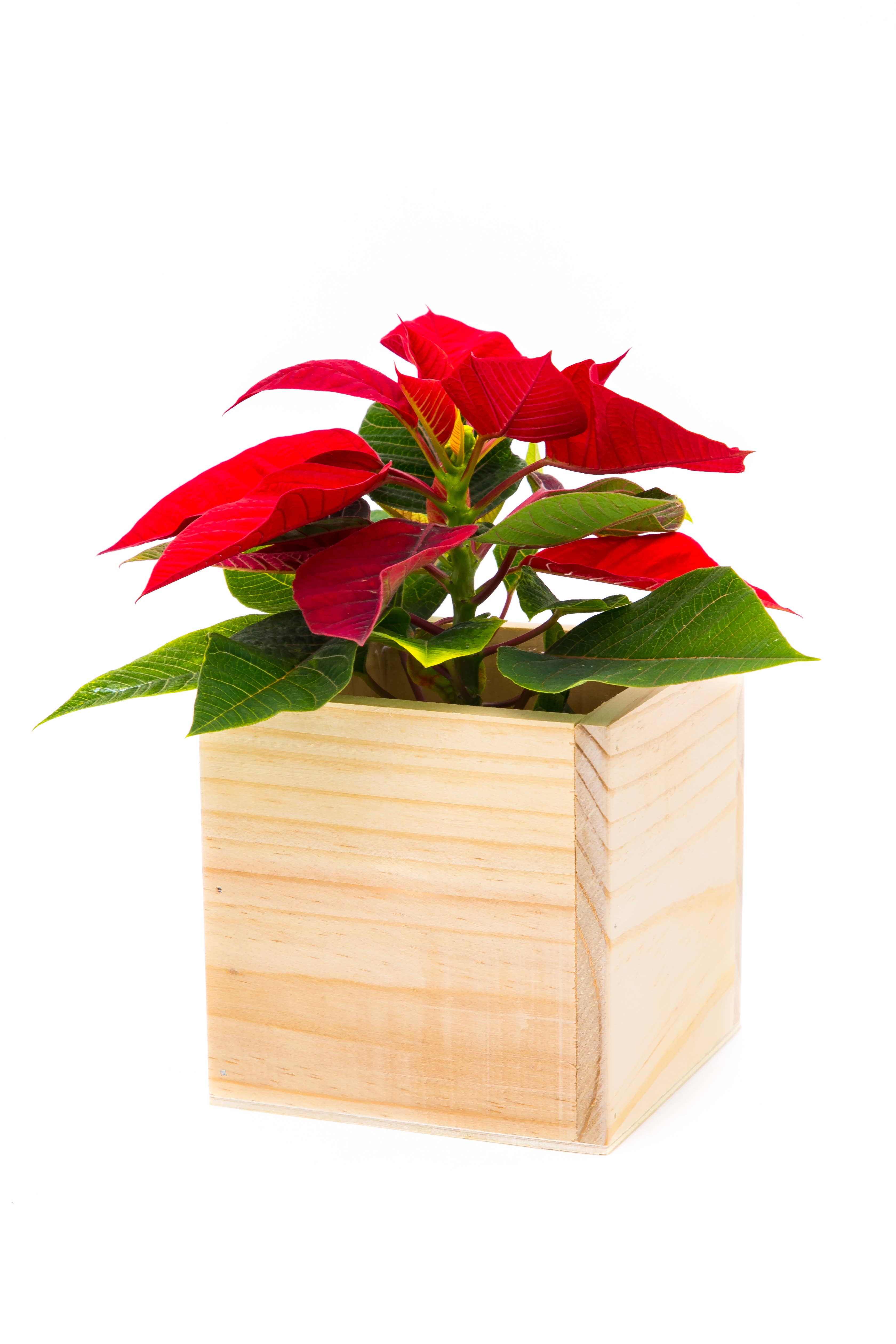 UNIMIX FLORAL – suporte para vasos de plantas por atacado – Plantas/Contentores em Madeira 5"x5"7