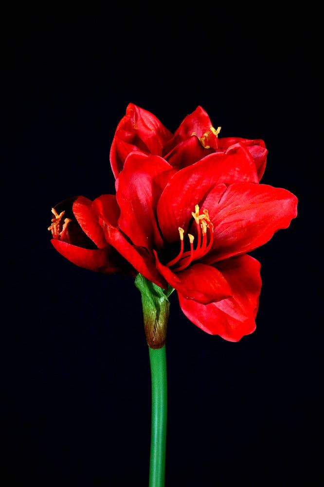 RD FL11266 Amaryllis X2F1b, 26 pouces-12P/72/9,89 '* en vente sur Faire0