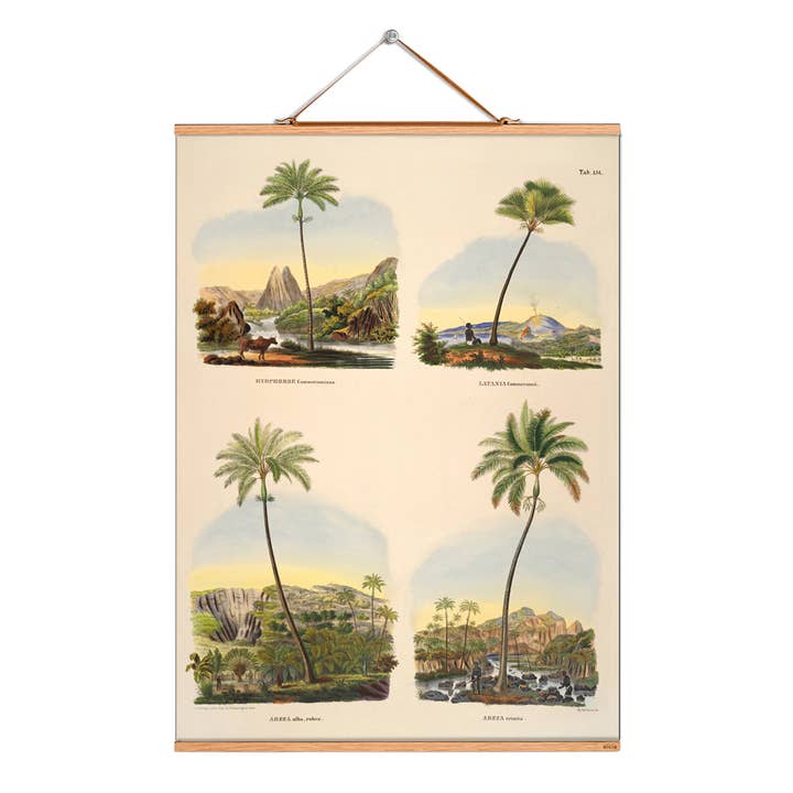 Scroll picture illustration # 122/palm/hyophorbe for wholesale by Eicie