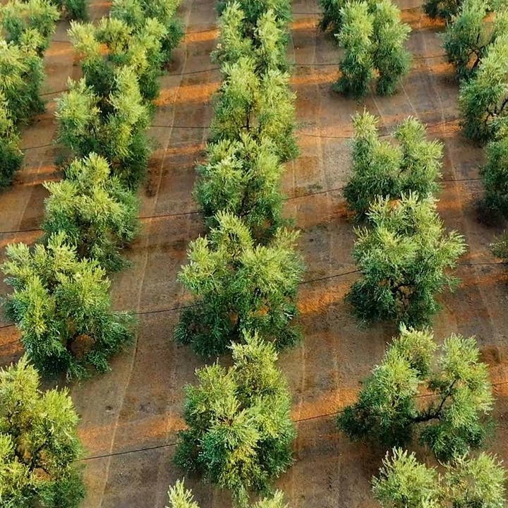 GALANTINO - Wholesale Olive Oil - Extra Virgin Olive Oil and Chili Pepper - 250ml Tin3