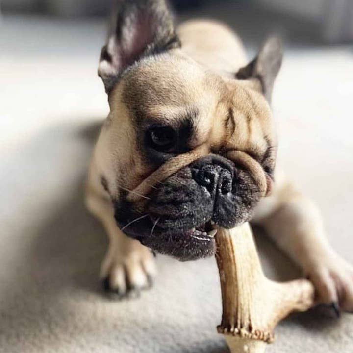 Truffe Délice - Wholesale Pet Chew Toy - Dog - Antler dog1