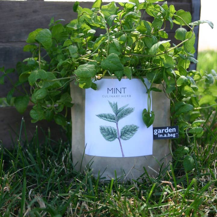 Potting Shed Creations, Ltd. - Wholesale Plant Seeds - Garden in a Bag | Mint | Great gift for Cooks