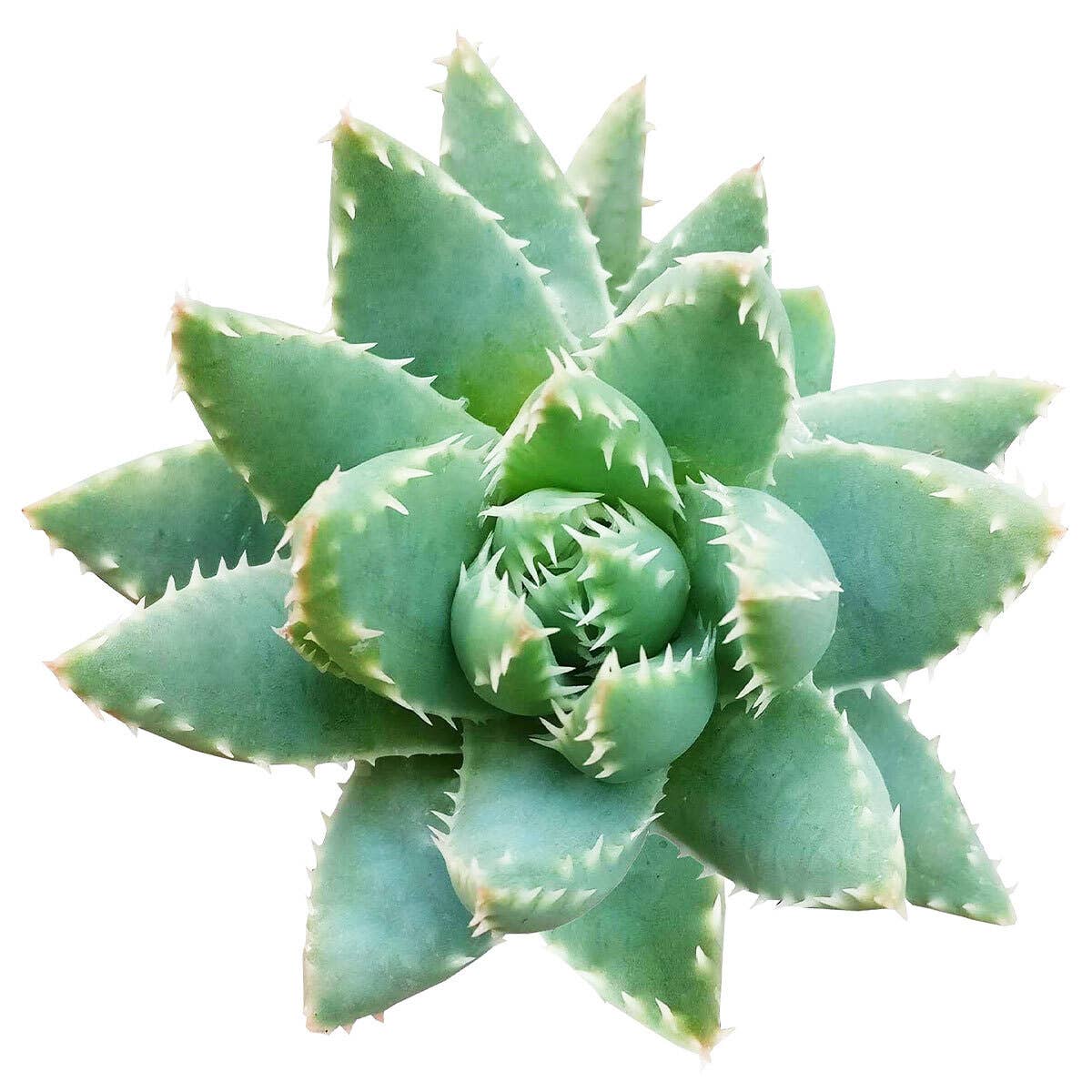 Best Plant Friend - Wholesale Succulent - Aloe Brevifolia Short-Leaved 2in/4in - Live Succulent0