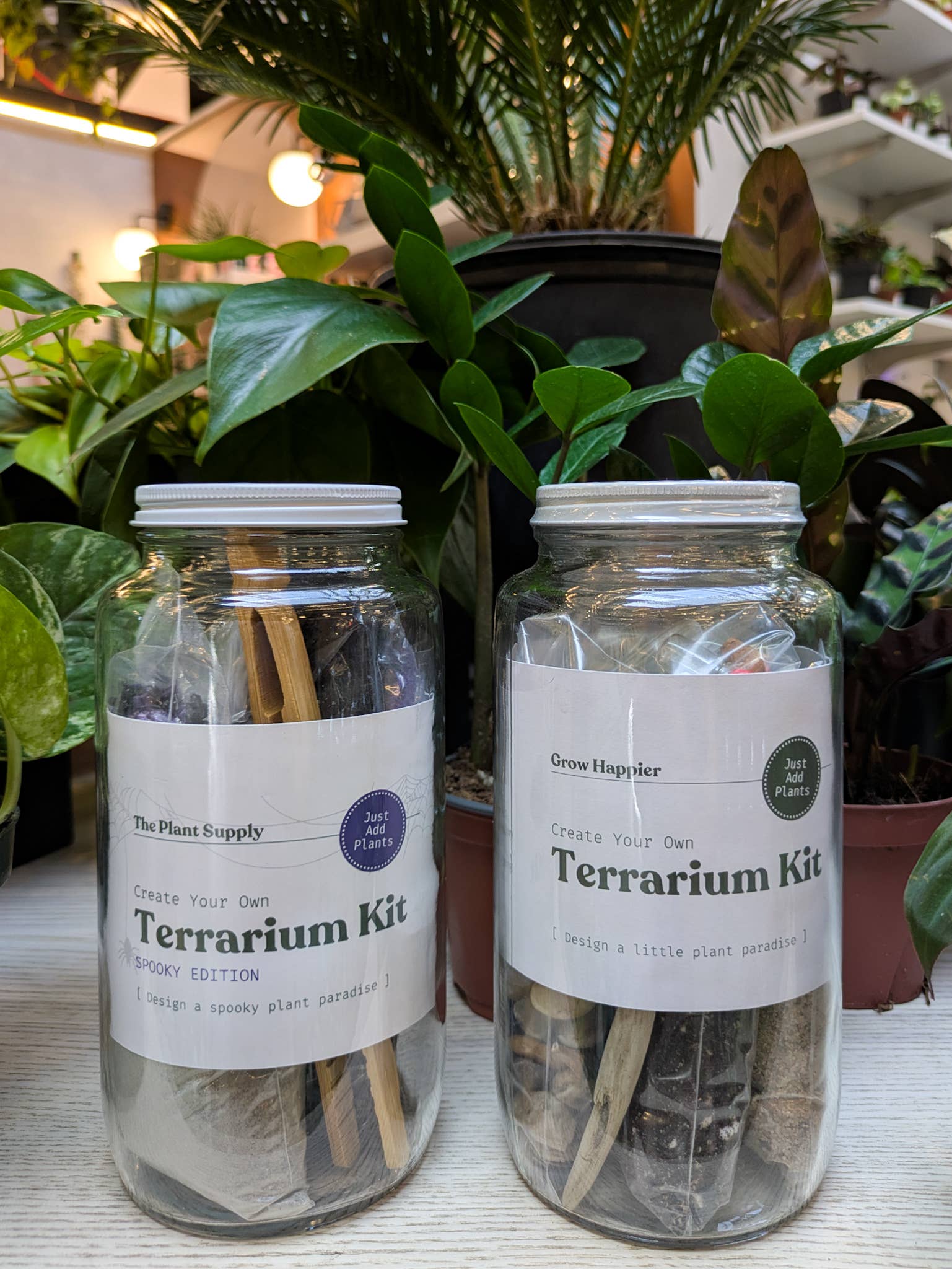 The Plant Supply - Wholesale DIY Craft Kit - Halloween DIY Terrarium | Fall Plant Craft Kit5