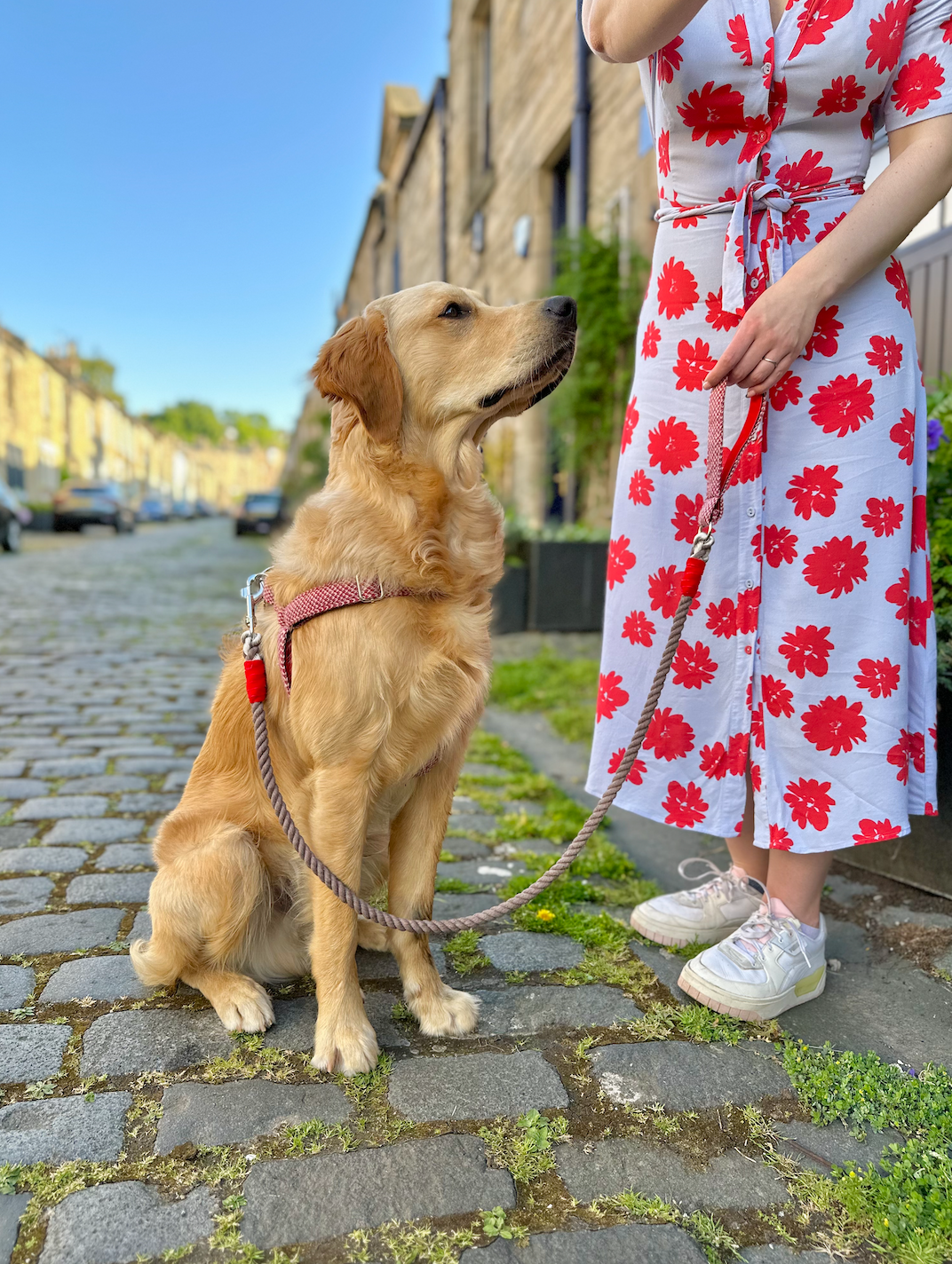 Stocky & Dee - Vente Laisse – chien - Rosehip & Dove - Collection classique - Laisse pour chien en corde2