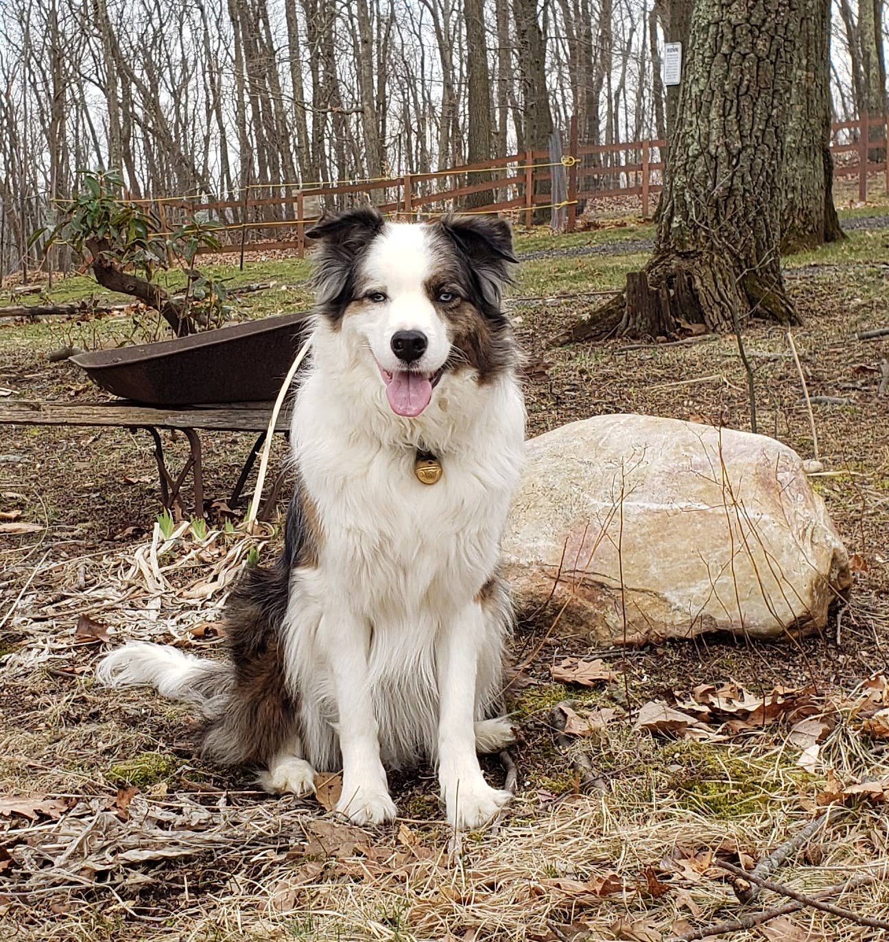 New England Bells - Wholesale Pet Collar - Dog - Dog Collar Bells - #2 Bell5