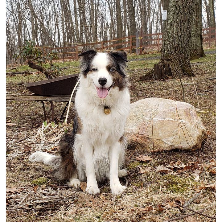 New England Bells - Wholesale Pet Collar - Dog - Dog Collar Bells - #2 Bell5