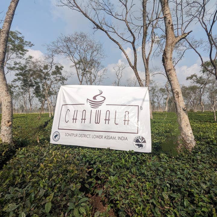 Chaiwala - Wholesale Loose tea - Chaiwala Decaf Chai5