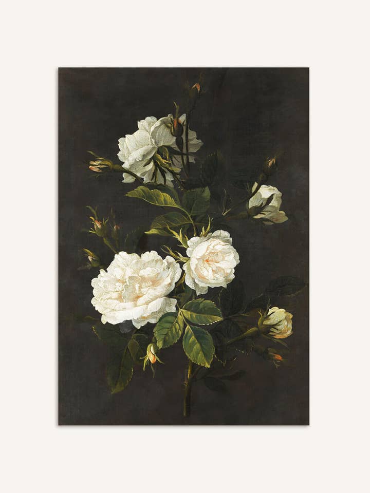 Hvide roser – Elegant vægbillede for engroshandel hos Modern Antique Prints