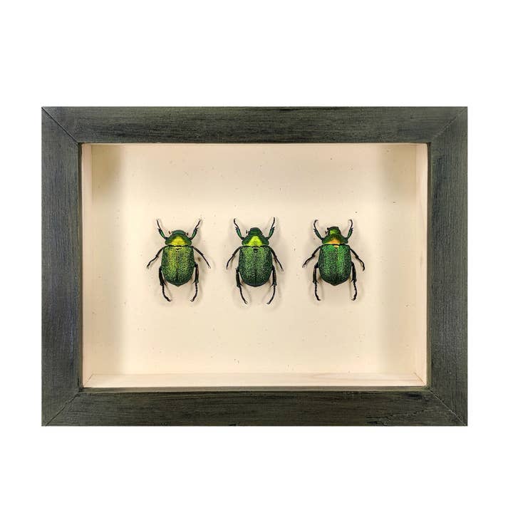 Emerald Flower Chafer Beetle Trio Shadowbox for wholesale by Green Beetle Shop
