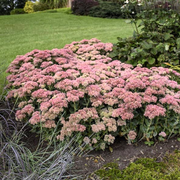 GardenPerspective - Wholesale Live plant - 3 Sedum Autumn Stonecrop Joy Bare Root Live Plants
