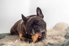 Kivo Petfood - Vendita all'ingrosso Snack - Cani - Snack per cani - Zoccoli di vitello - 10 pezzi1