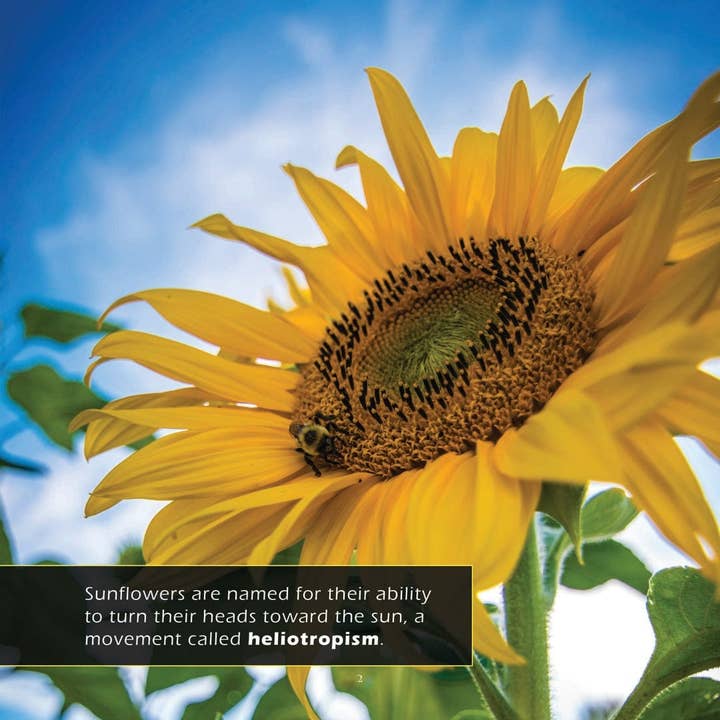 My Incredible World - Wholesale Nature and outdoors - Sunflowers! A My Incredible World Picture Book for Children2