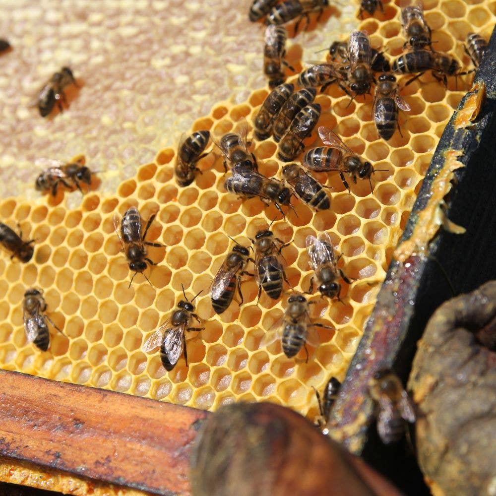 L'ABELLA MIEL - Venta al por mayor Miel - L'Abellamel Miel De Romero De 3000G1