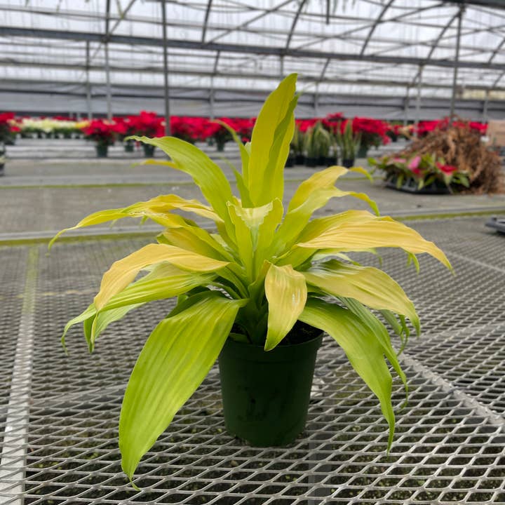 Thorsen's Greenhouse - Wholesale Live Plant - Limelight Dracaena - 6" Live Plant4