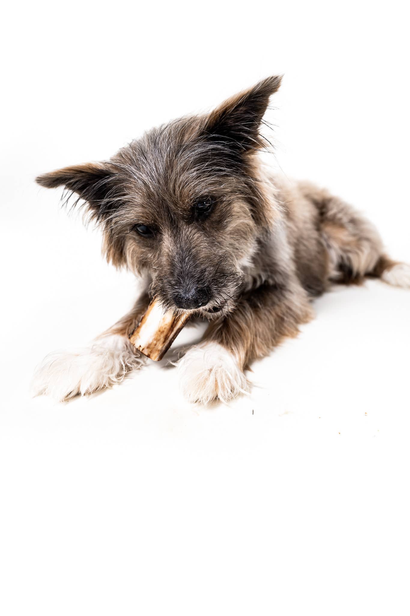 Winnie Lou - Vente Os à mâcher – chien - Os de moelle de bison - 4"5