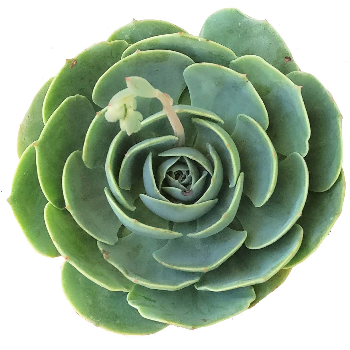 Best Plant Friend - Vente Succulentes - Echeveria Imbricata Rose Bleue Succulente Vivante en Pot de 2in/4in4