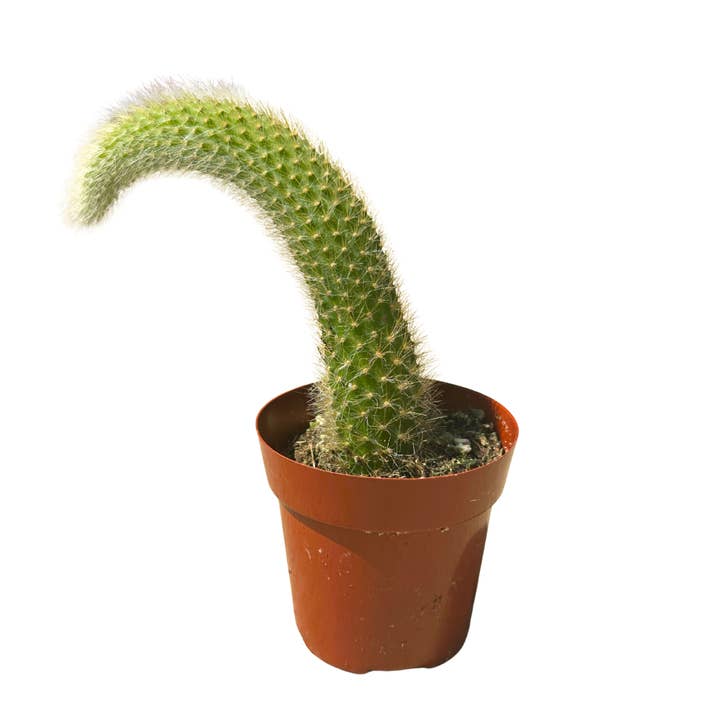 Flow State - Wholesale Live Plant - 2" Monkey Tail Cactus (Cleistocactus colademononis) – Plant1