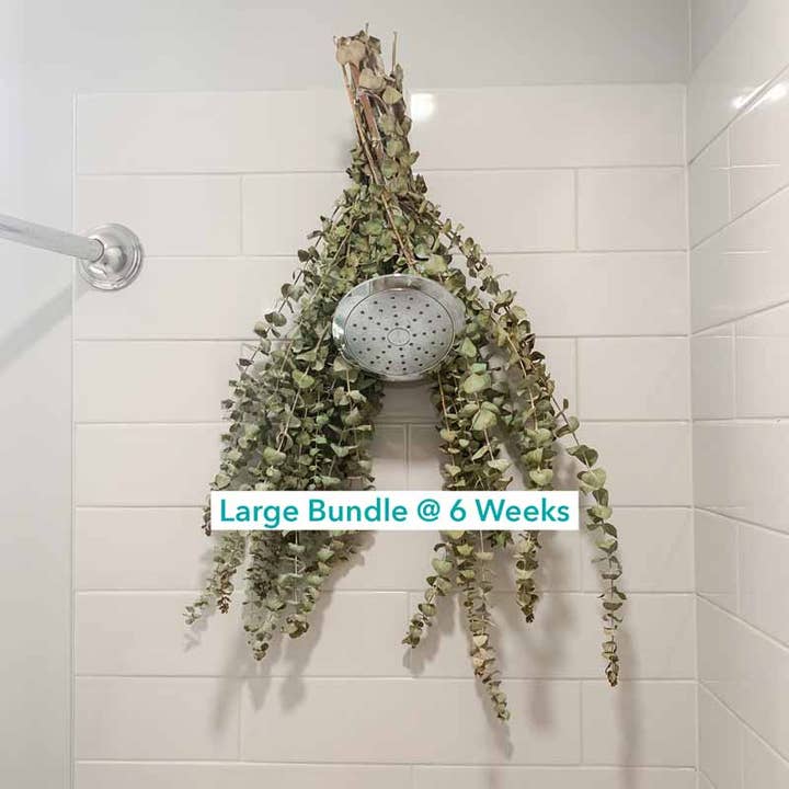 Self-Care Shower - Wholesale Live Plant - Fresh Eucalyptus Bundle | For Shower/Vase | SAN DIEGO GROWN